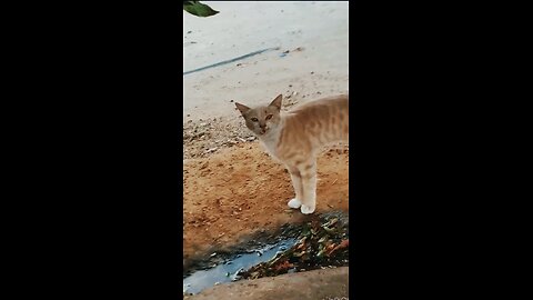 “Two Cats Walking Together Like Best Friends 😻🐾”