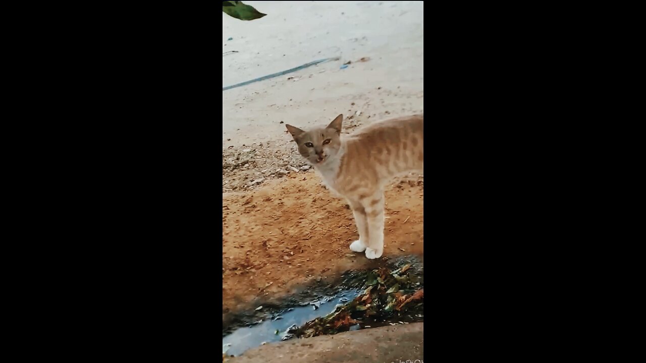 “Two Cats Walking Together Like Best Friends 😻🐾”