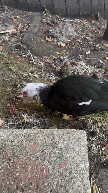 Muscovy Ducks Getting a Snack Riverside!!