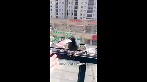 Amazing behavior of lovely bird