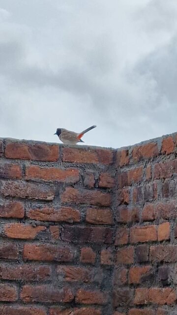 Which Bird is this? Can You Name It?