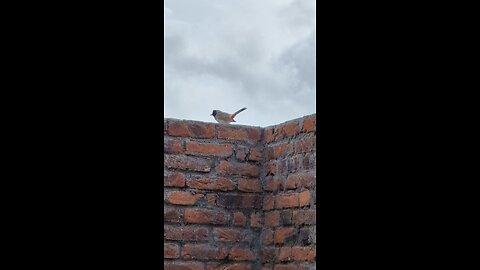 Which Bird is this? Can You Name It?