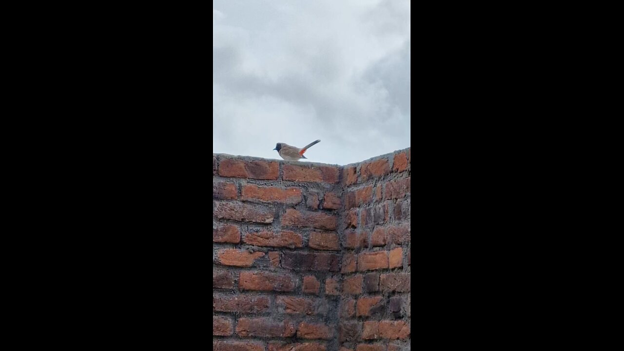 Which Bird is this? Can You Name It?