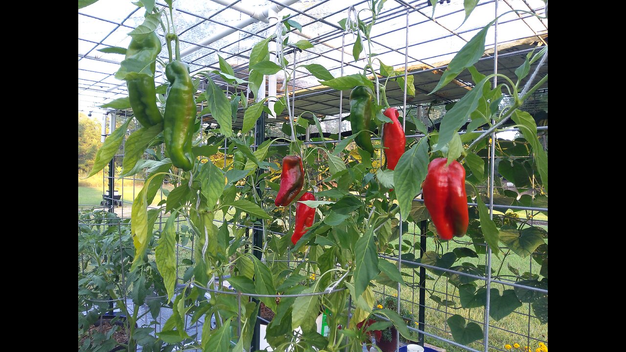 Marconi Pepper Harvest 9/16/25