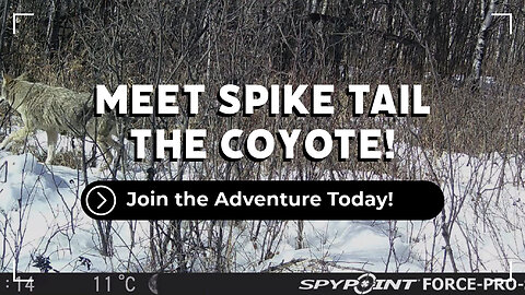 Introducing Spike Tail
