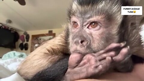 Viral funny Animal Video try to not