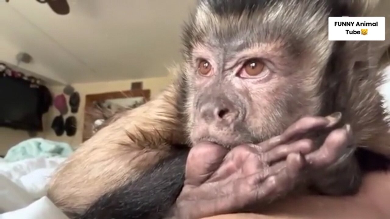 Viral funny Animal Video try to not