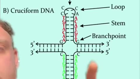 We have been lied to about our DNA