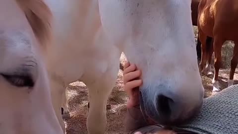 🐴 Horse Meditation °˖⋆ ℧ 𓃗 °˖⋆ Sign Me Up! ♡