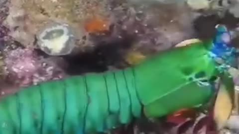 FUNNY & CUTE ANIMALS