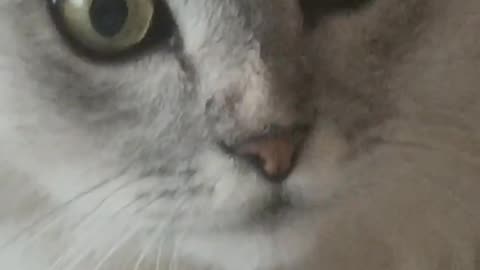 Cat Gives The Most Intense Stare You’ll Ever See — What Is He Thinking?! 😳