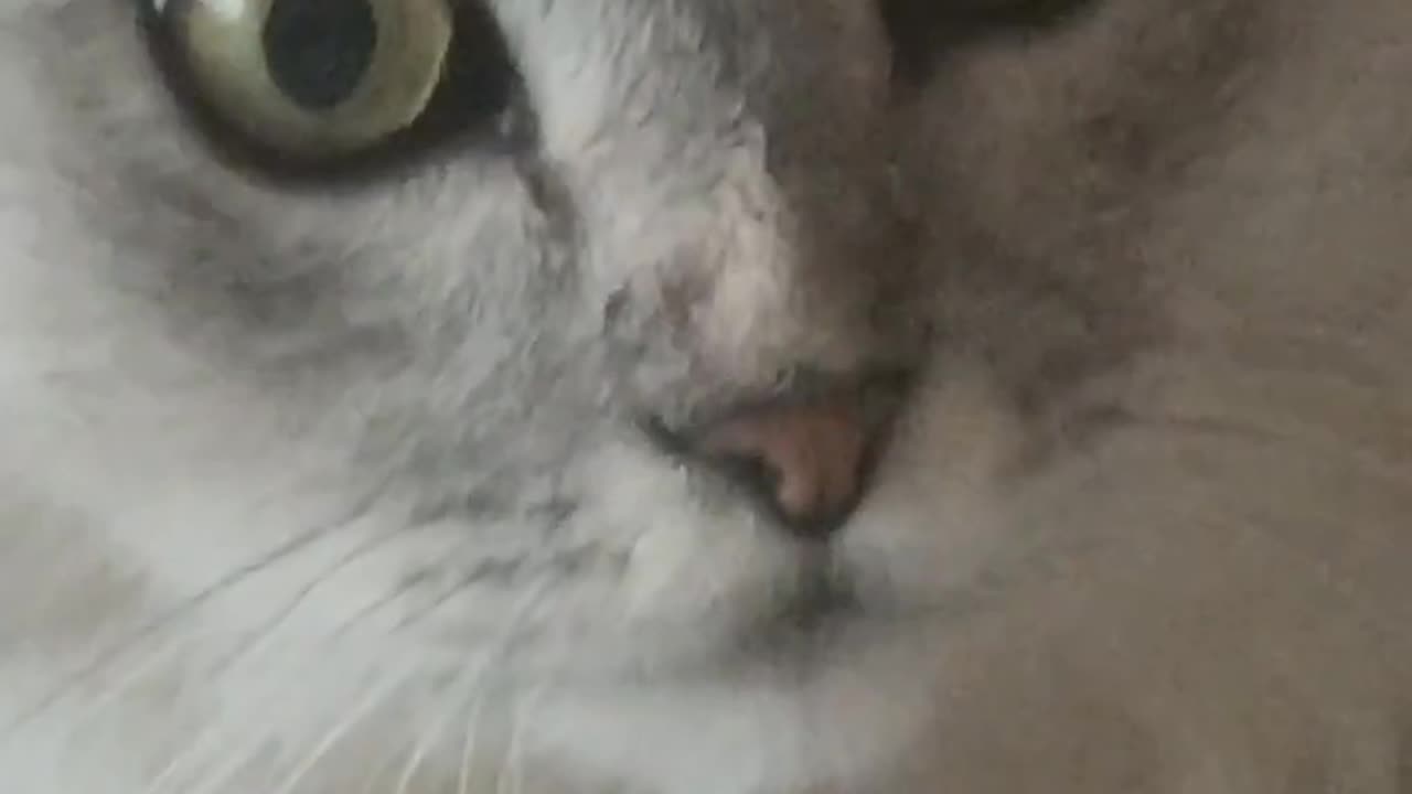 Cat Gives The Most Intense Stare You’ll Ever See — What Is He Thinking?! 😳
