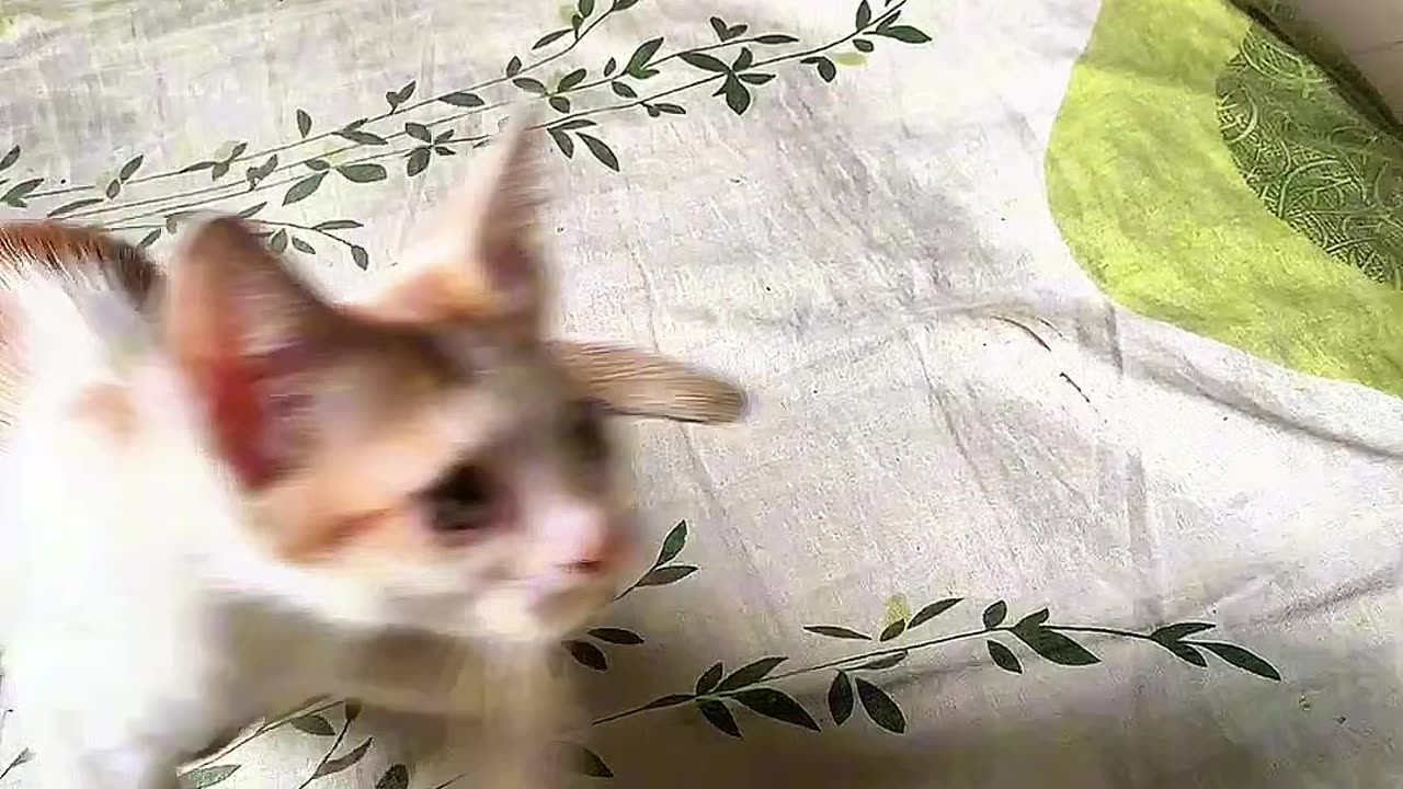 funny cat video