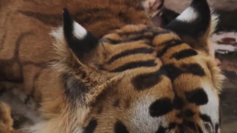 Bengal Tiger Unknown Facts