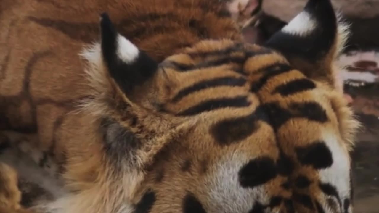 Bengal Tiger Unknown Facts
