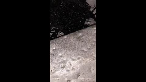 Le gars qui a l'extraterrestre au Panama interagit avec la créature en la déplaçant avec un bâton