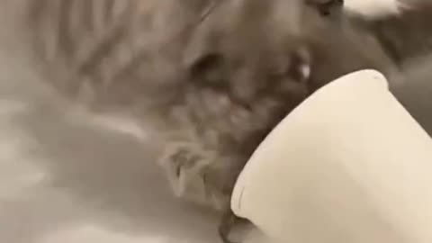 Making New Fren