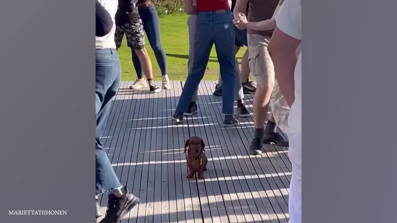 Top_FUNNY_PUPPIES_That_Will_Make_You_Laugh_Out_Loud_