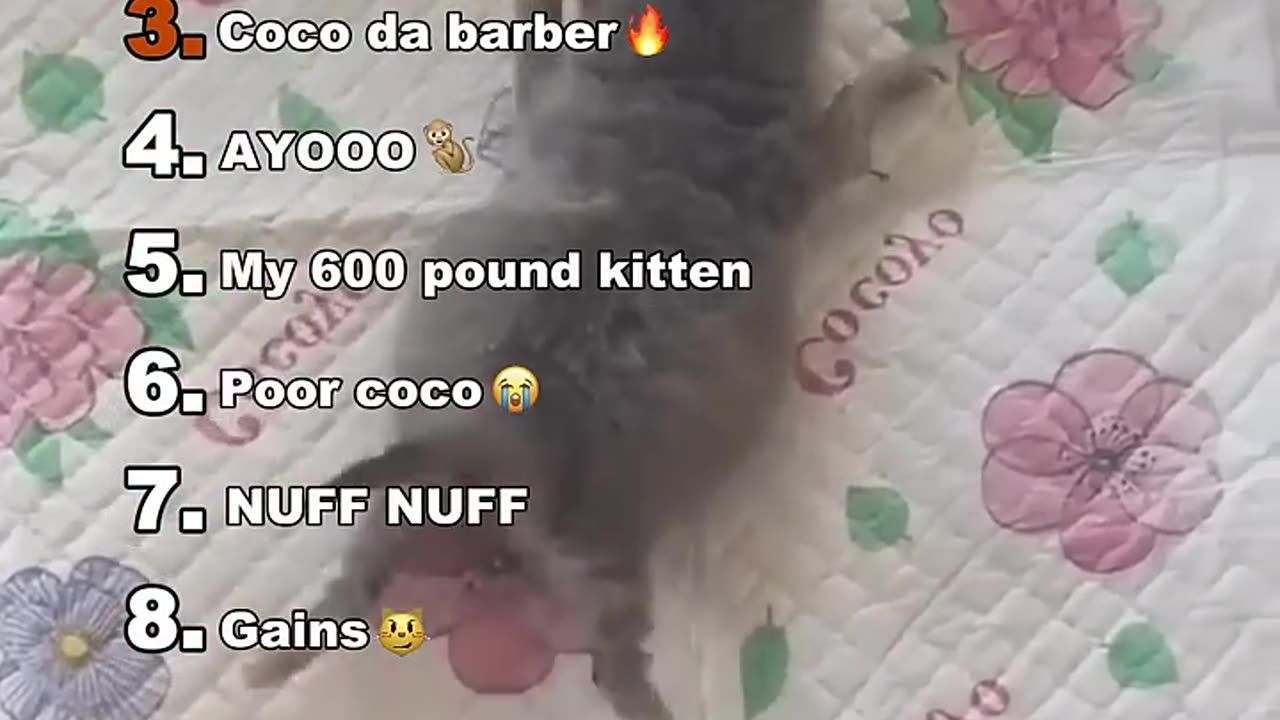 Funniest Medazelli🤣#ranking #medazelli #tiktok