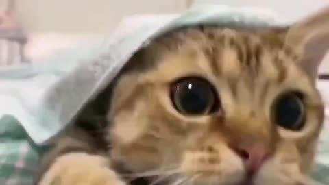 Peekaboo.. 😂