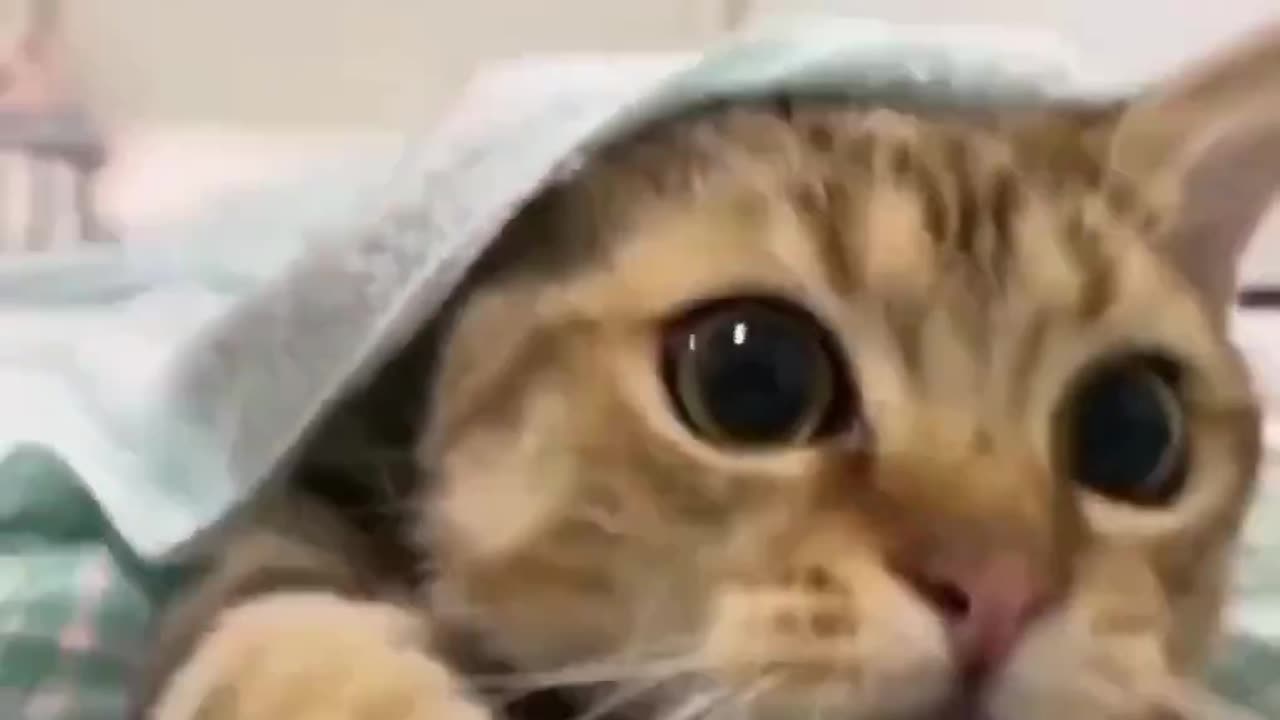 Peekaboo.. 😂