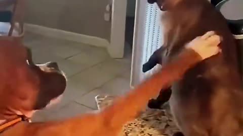 Funny pictures with cats and dogs