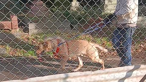 Wanted by POLICE -Peewee of the dog watts app terrorist group