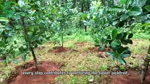 Amazing Thai Jackfruit Farm Harvests