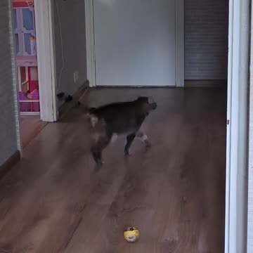 Playful Cat Invades Hallway: Boredom Busting! 🐾