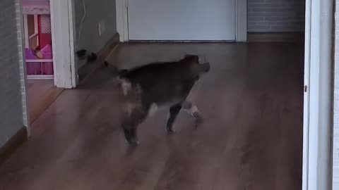 Playful Cat Invades Hallway: Boredom Busting! 🐾