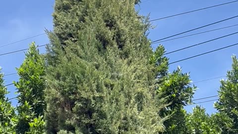 Dog Rescued From Treetops