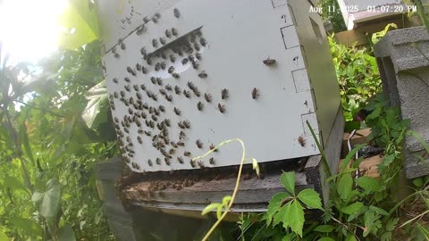 Bees at Noon on a Monday
