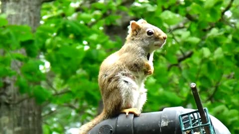 Red Squirrel