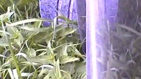 Running Over Plants