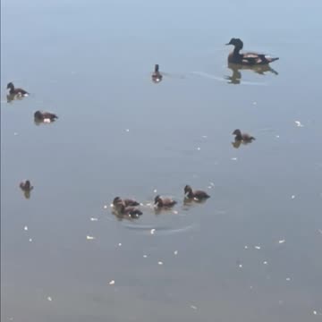 Wood duck and ducklings.