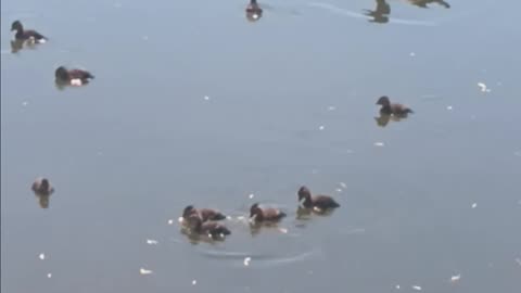 Wood duck and ducklings.