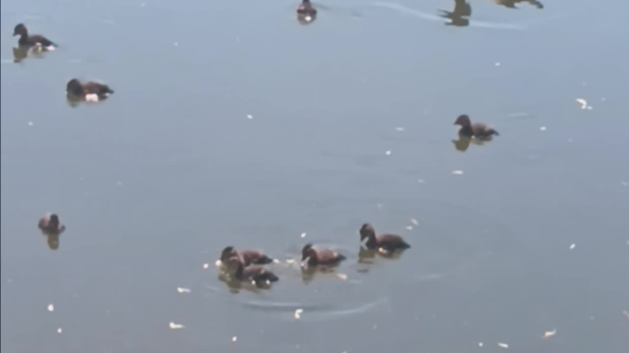 Wood duck and ducklings.