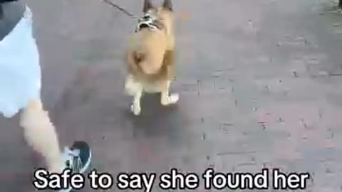 adorable animals, puppy videos, dog compilation, animal lovers,
