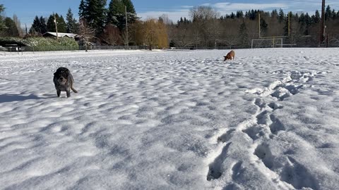 Snow patrol 233908423098420398