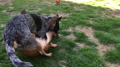 backyard wrastlin 2390842309842