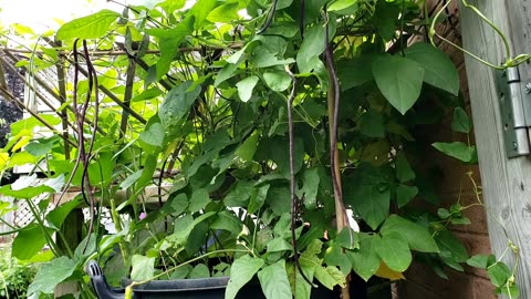 Organic vegetable garden from mid-July to mid-August #gardening #vegetablegarden