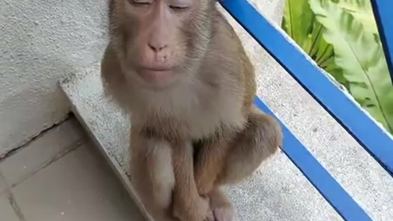 Monkey loves closeup selfies