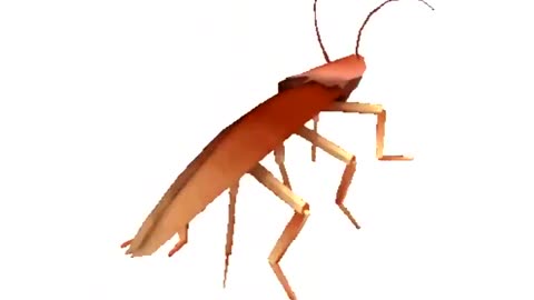 Dancing Cockroach
