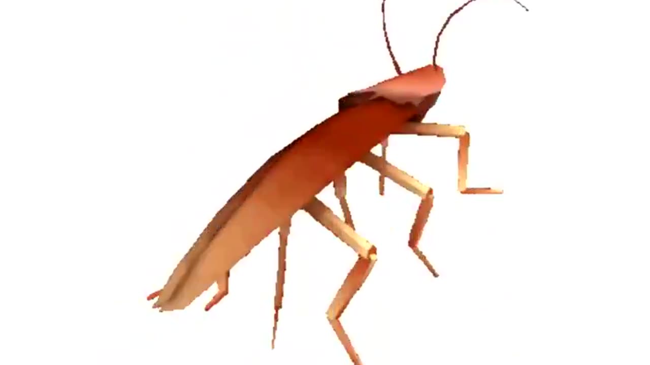 Dancing Cockroach
