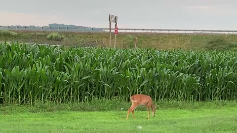 Hungry deer with the floppy ear