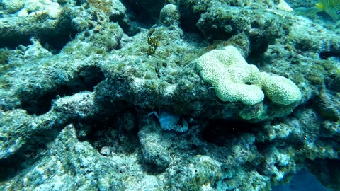 Diving Florida Keys with Conch Republic July 25th 2025