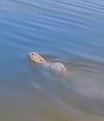 Bunnies are pretty good swimmers 😊