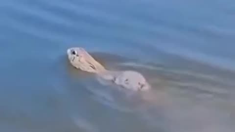 Bunnies are pretty good swimmers 😊