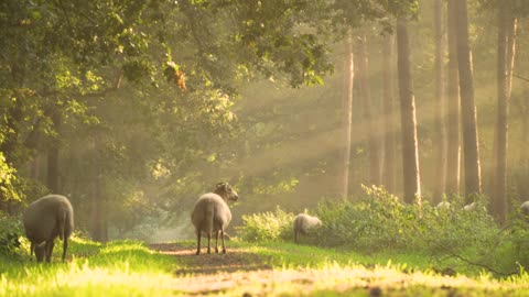 Sheep, morning, sunray