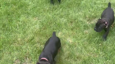 Warhammer’s Iron Maiden X Warhammer’s Insurrection 6week litter